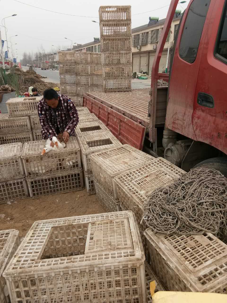 加厚加强淘汰鸡笼 青年鸡笼 山东塑料运输笼 毛鸡运输筐拉鸭笼