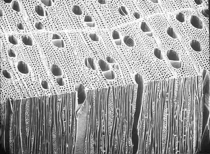 深圳木材宏观识别和微观识别