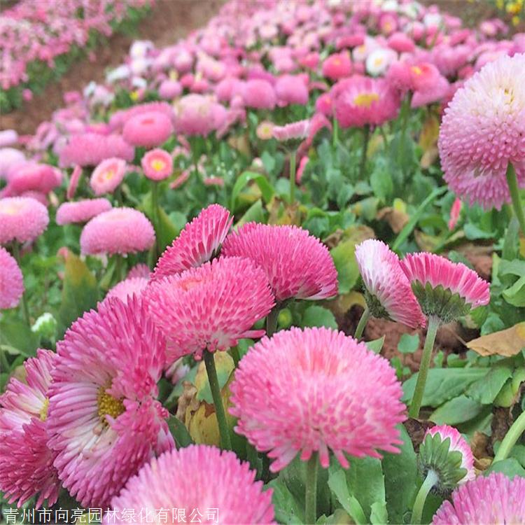 小区绿化 批发雏菊 雏菊杯苗 宿根雏菊花卉