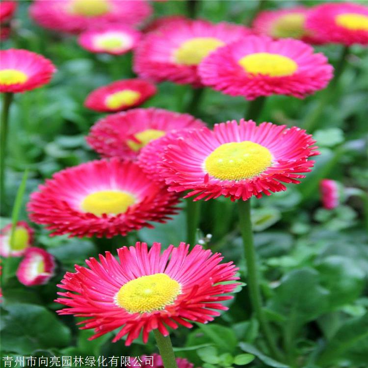 多年生花卉 绿化雏菊 盆栽雏菊杯苗 宿根雏菊花卉