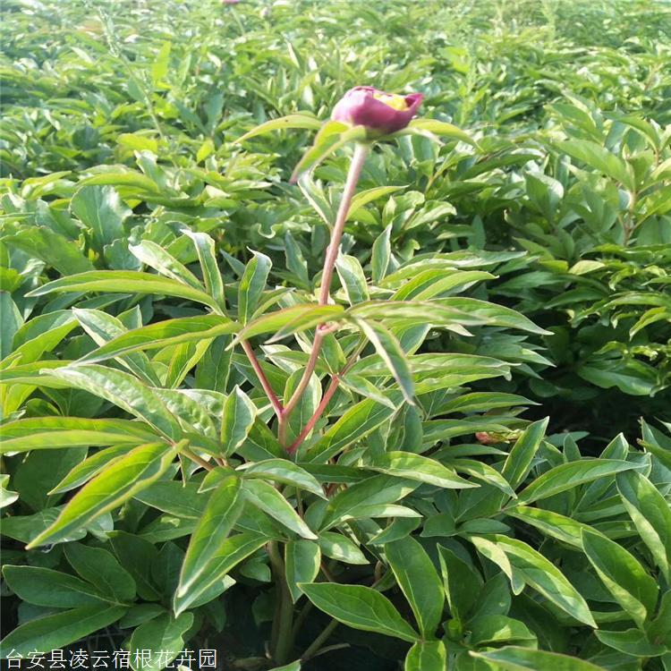 芍药苗 芍药小苗 砂质壤土为宜,您也可能对以下产品感兴趣除了常年