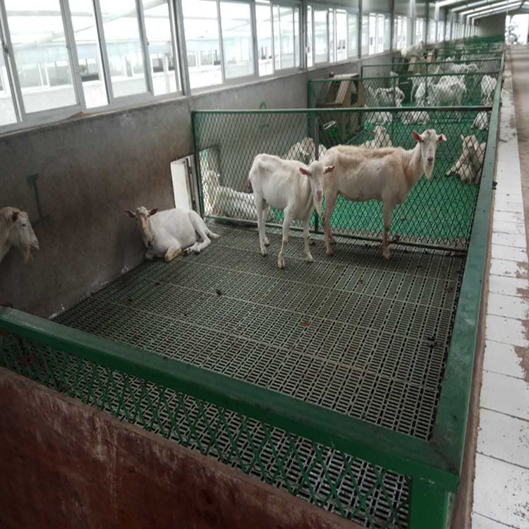 新式羊床 塑料加厚羊床 漏粪板羊床