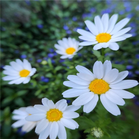 园林基地出货 雏菊苗 供应雏菊 花坛观赏植物