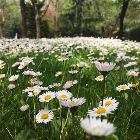 观赏花卉批发 青州雏菊 庭院阳台花卉 花坛观赏植物