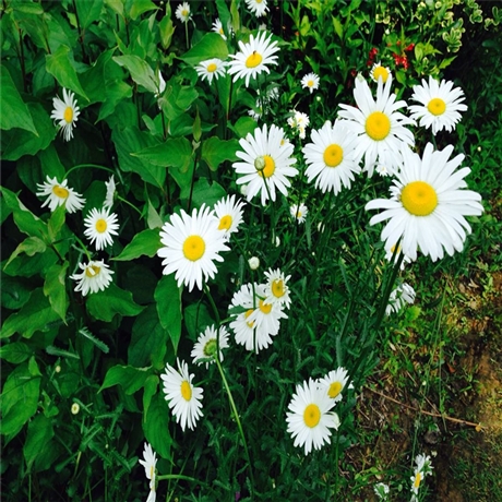 道路绿化用 雏菊苗  