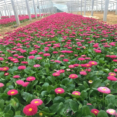 厂家货源供应 山东雏菊 太阳菊苗 耐寒草花雏菊