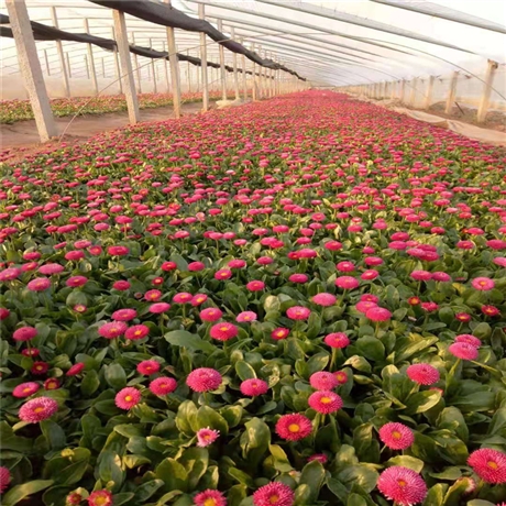 厂家货源供应 雏菊杯苗 10公分高雏菊价格 花坛观赏植物