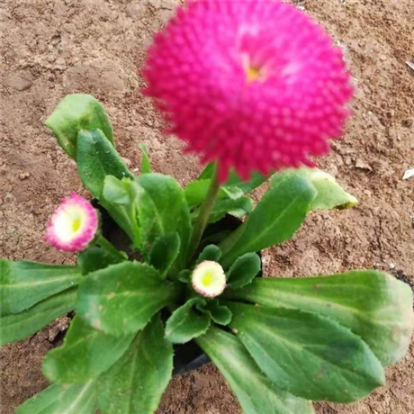 园林基地出货 山东雏菊 雏菊绿化苗 现起现发货