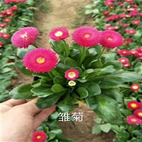 向亮 青州雏菊 供应雏菊 耐寒草花雏菊