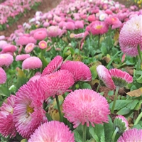 向亮 批发雏菊 春菊苗 耐寒草花雏菊