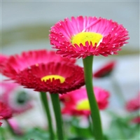 向亮苗木 绿化雏菊 批发雏菊苗 地被宿根雏菊