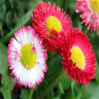 基地多色供应 山东雏菊 雏菊绿化苗 多年生草本植物