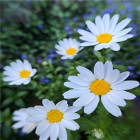 园林基地出货 雏菊苗 供应雏菊 花坛观赏植物