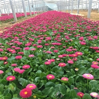 厂家货源供应 山东雏菊 太阳菊苗 耐寒草花雏菊