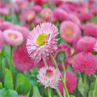 基地多色供应 青州雏菊 四季小雏菊 