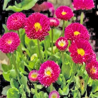 园林基地出货 绿化雏菊 雏菊穴盘苗 春菊种植基地