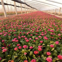 厂家货源供应 雏菊杯苗 10公分高雏菊价格 花坛观赏植物