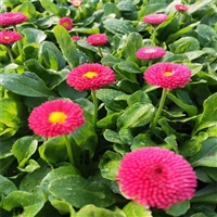 多年生花卉 批发雏菊 雏菊绿化苗 