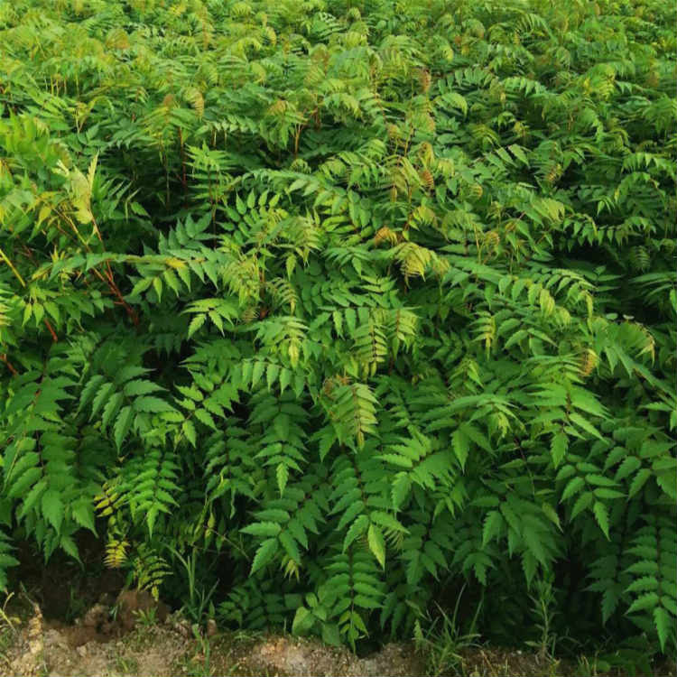 25公分南酸枣苗价格昊天园林大量供应南酸枣苗