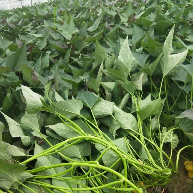 高淀粉地瓜苗 高淀粉地瓜苗销售 高淀粉地瓜苗批发价格