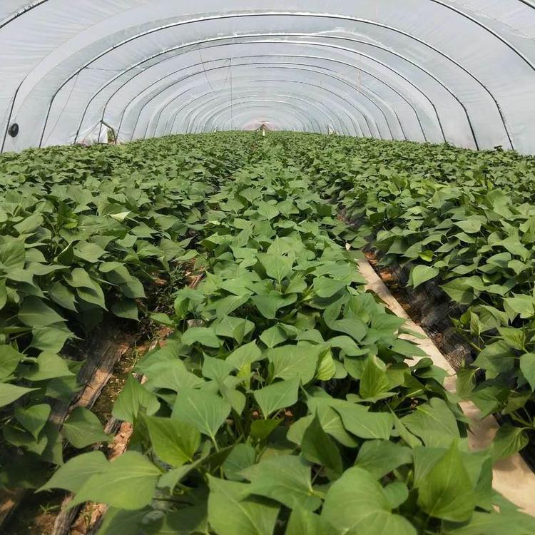 红心脱毒地瓜苗高产地瓜苗星火薯业