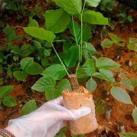 湘潭鸡血藤树苗中药材鸡血藤苗