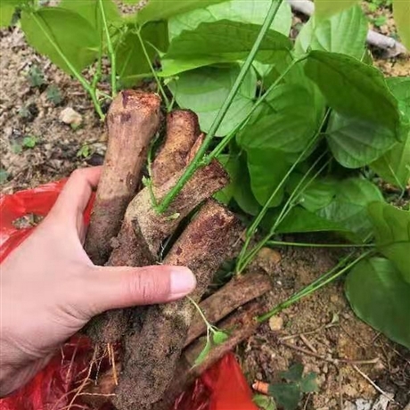 柳州鸡血藤树苗基地批发