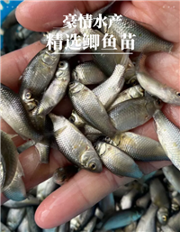 快大种鲫鱼苗 豪情水产鲫鱼苗 品种齐全 实惠