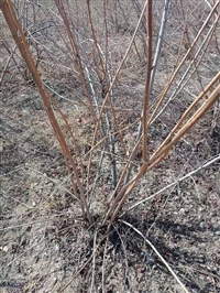 连翘种植与管理技术  药用连翘种植管理技术