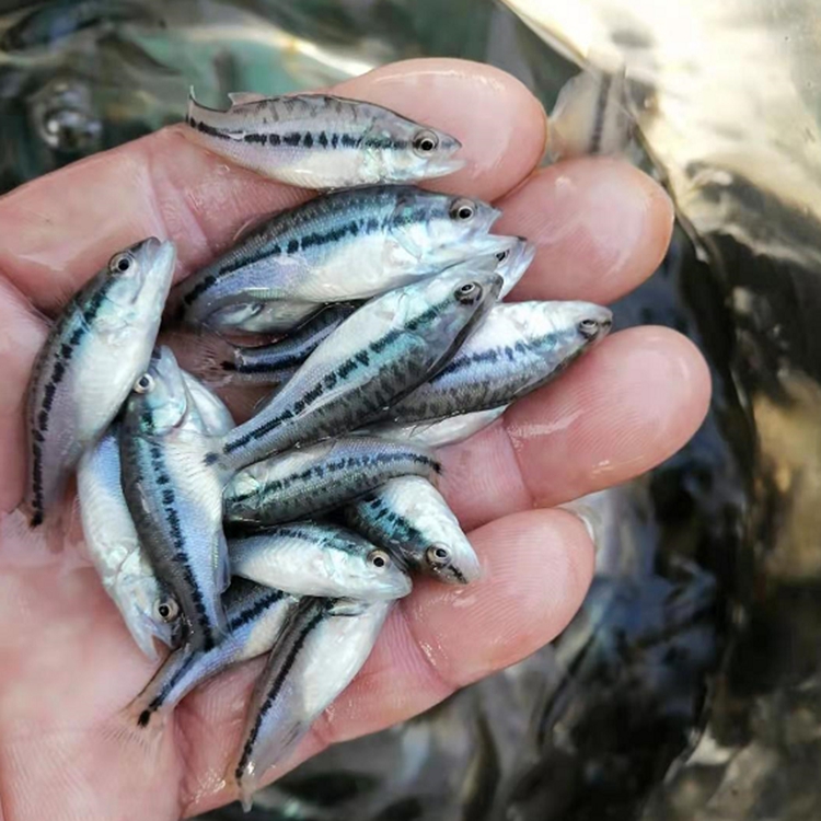 鱼苗-鲫鱼苗-加州鲈鱼苗-罗非鱼苗-塘鲺鱼苗鳗鱼苗-珠海市粤鼎水产