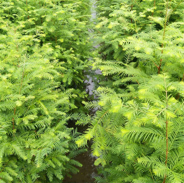 水杉苗价格水杉小苗基地批发水杉苗木场大量供应