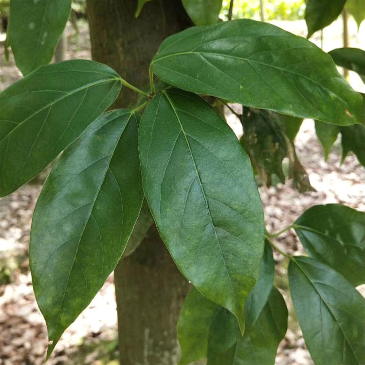 樟叶槭大苗供应 樟叶槭价格