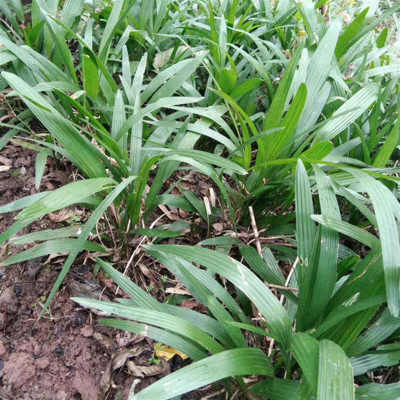 棕榈苗价格棕榈小苗批发