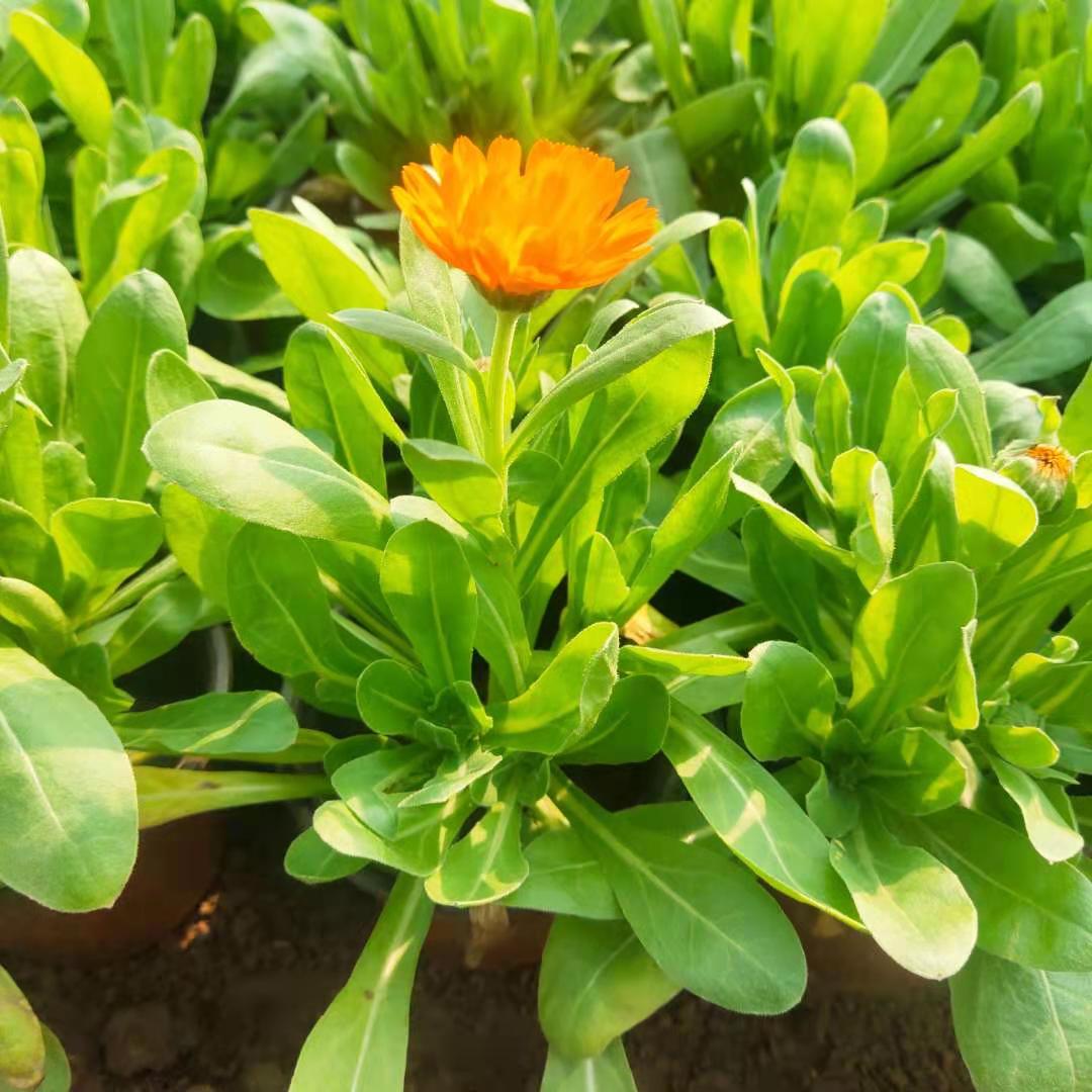 金盏菊花苗出售金盏菊批发金盏菊种植户