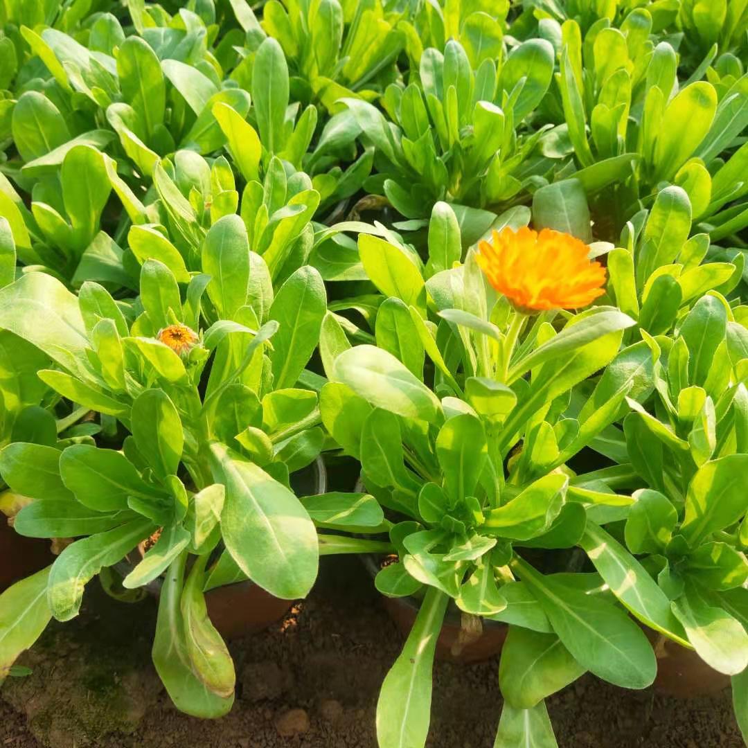 金盏菊花苗出售金盏菊批发金盏菊种植户