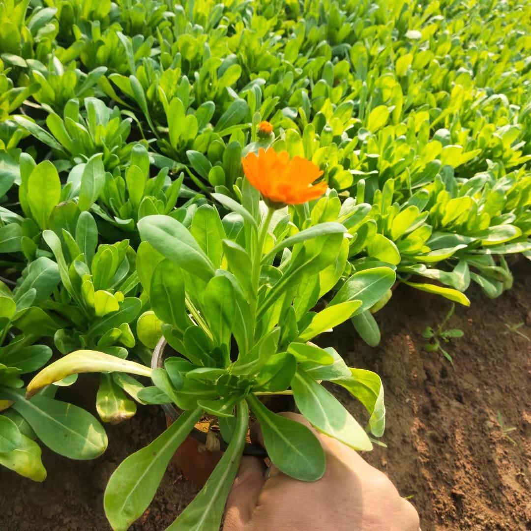 金盏菊花苗出售金盏菊批发金盏菊种植户