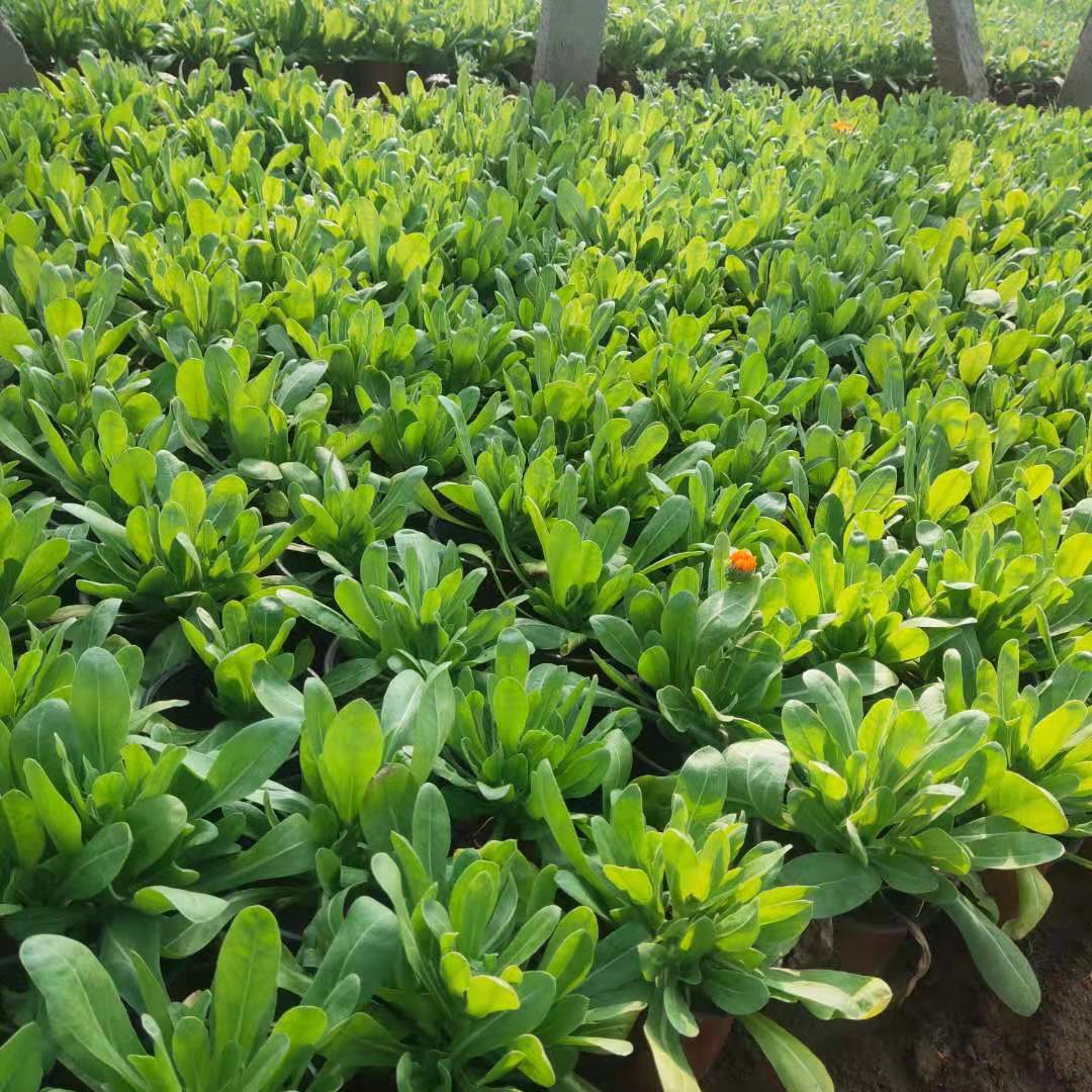 金盏菊花苗出售金盏菊批发金盏菊种植户