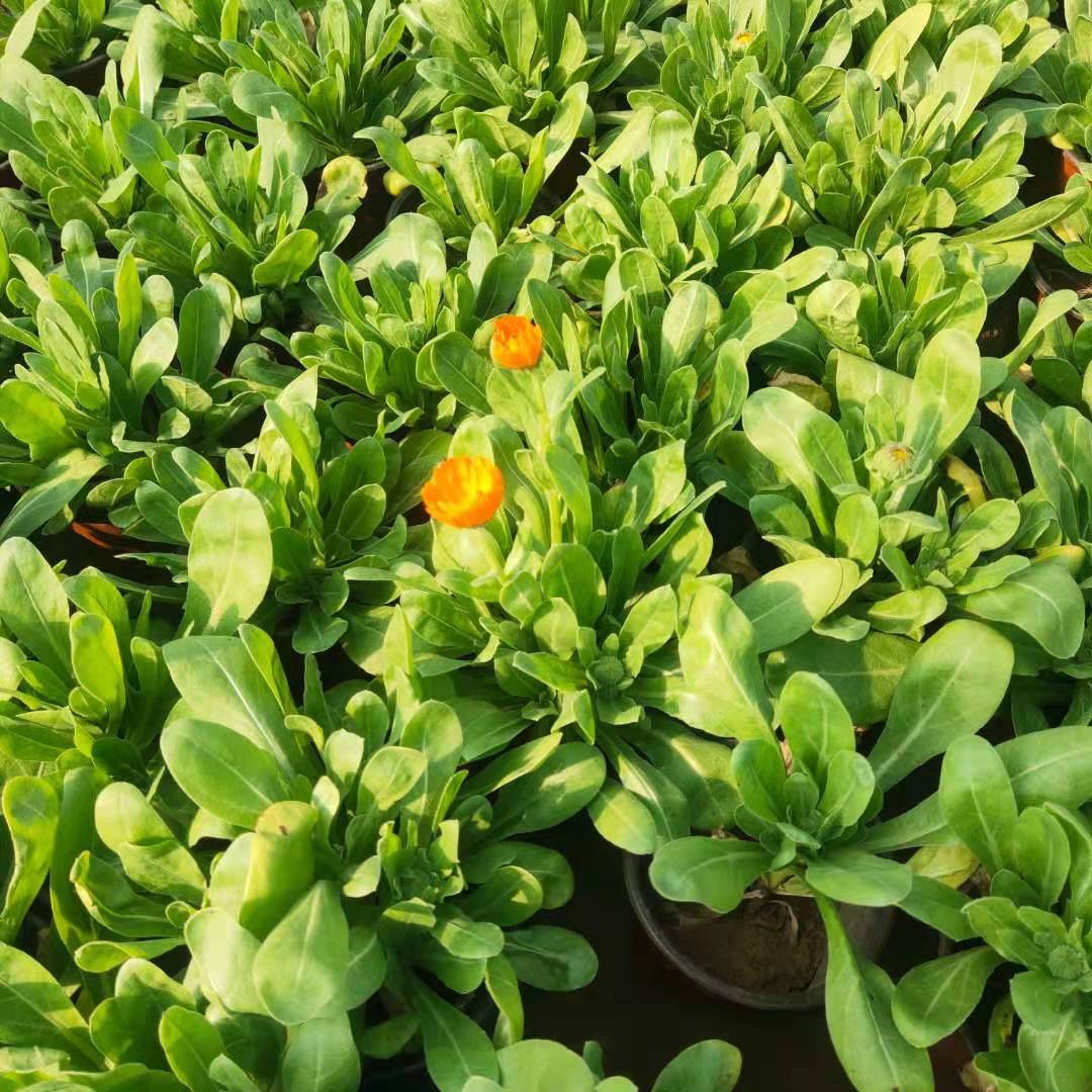 金盏菊花苗出售金盏菊批发金盏菊种植户