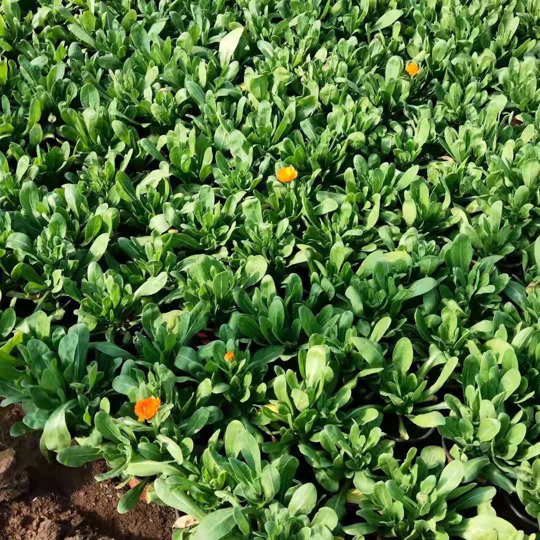 金盏菊花苗出售金盏菊批发金盏菊种植户