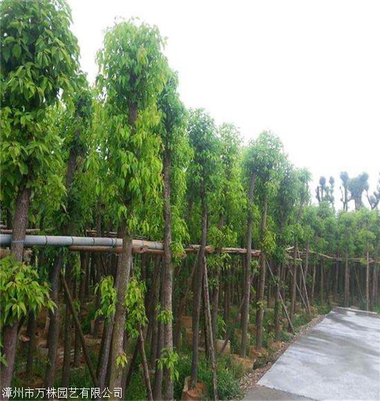 香樟樹批發北京單杆香樟樹香樟種植基地