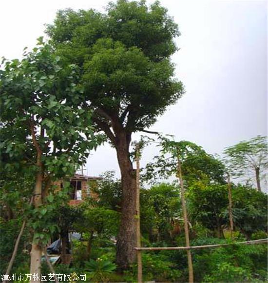 香樟樹報價 天津單杆香樟樹 大型苗圃場自產自銷