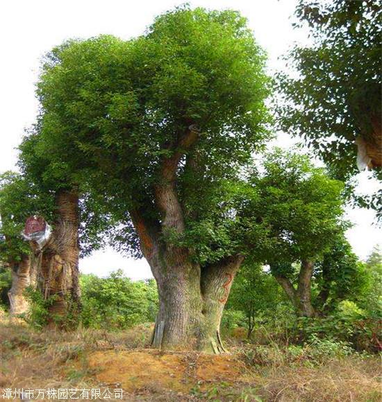 出售香樟樹浙江香樟樹價格香樟種植基地