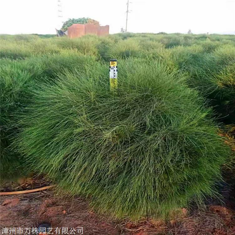 木麻黄小苗江西精品木麻黄大型花圃场自产自销