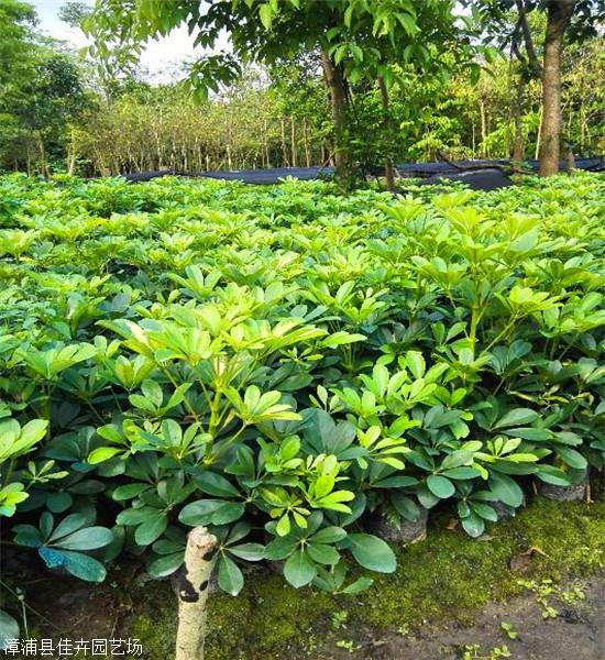 鸭脚木小苗重庆精品鹅掌柴基地直供量大从优