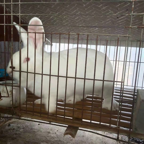花巨兔养殖场 纯种花巨兔 肉兔花巨兔厂家