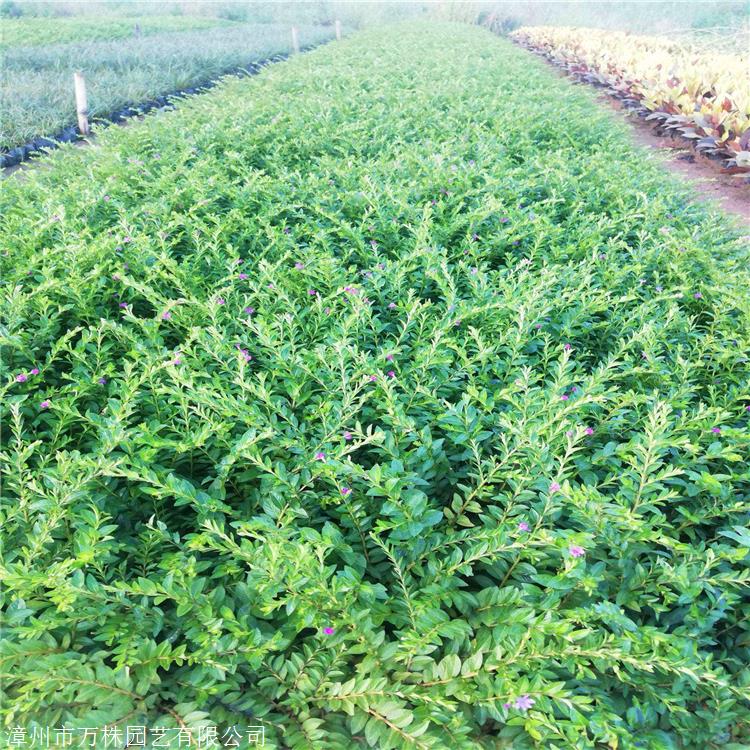 满天星报价四川精品满天星大型花圃场自产自销