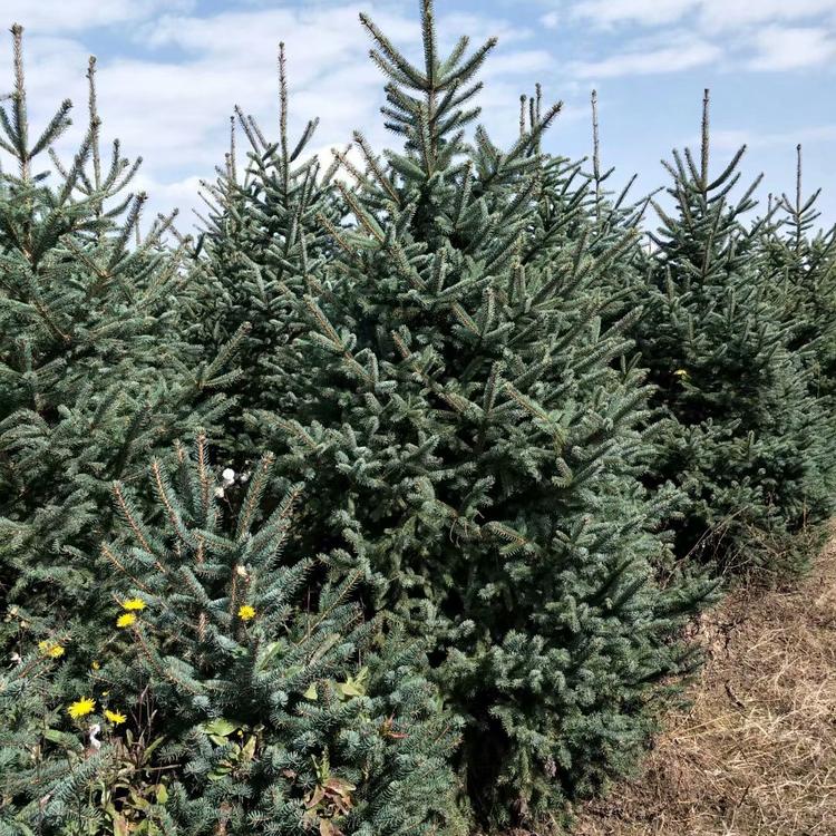 6米云杉 1米云杉树 红皮云杉树苗基地 自产自销