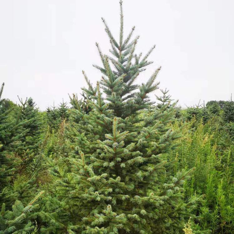 4年云杉各种规格云杉供应基地大量4米云杉树苗自产自销