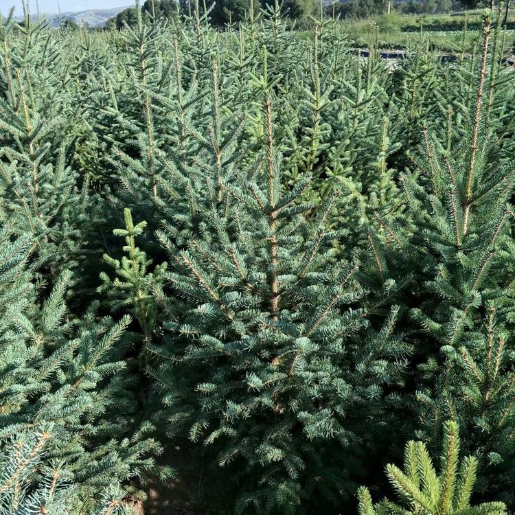 6米云杉 1米云杉树 红皮云杉树苗基地 自产自销