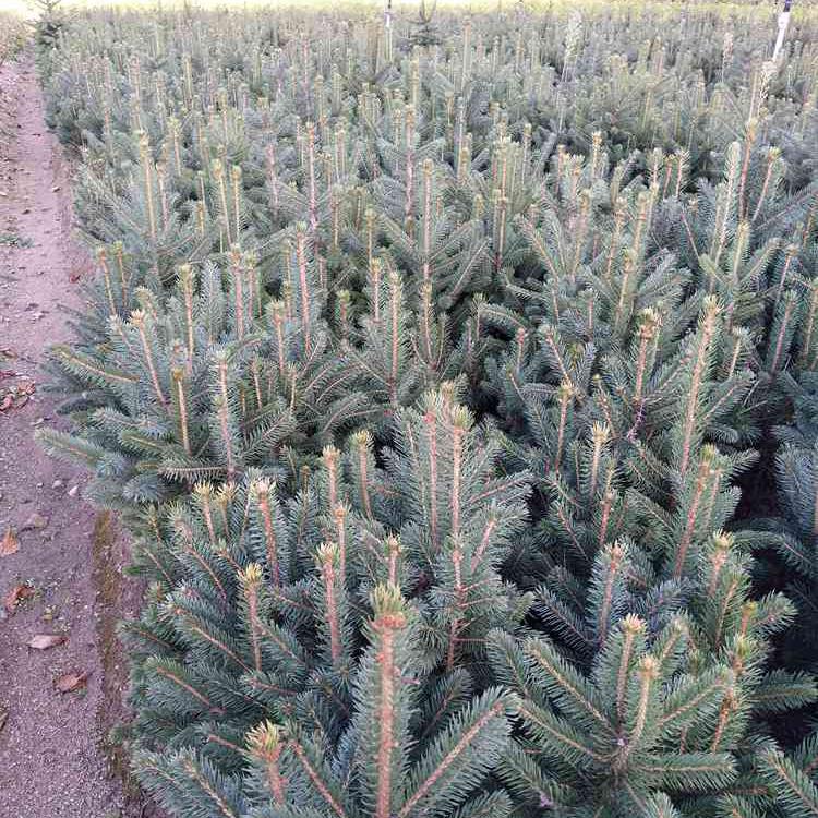 6米云杉 1米云杉树 红皮云杉树苗基地 自产自销